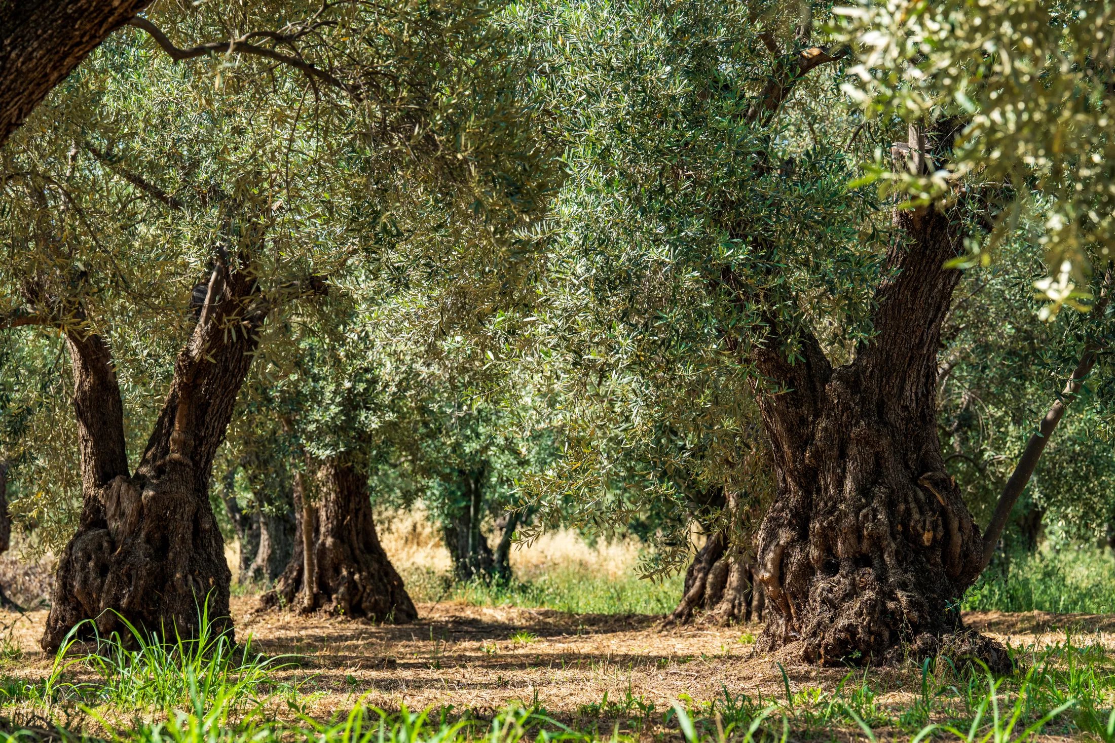 Coca-Cola Tρία Έψιλον: Πρόγραμμα πυροπροστασίας του παραδοσιακού ελαιώνα της Άμφισσας