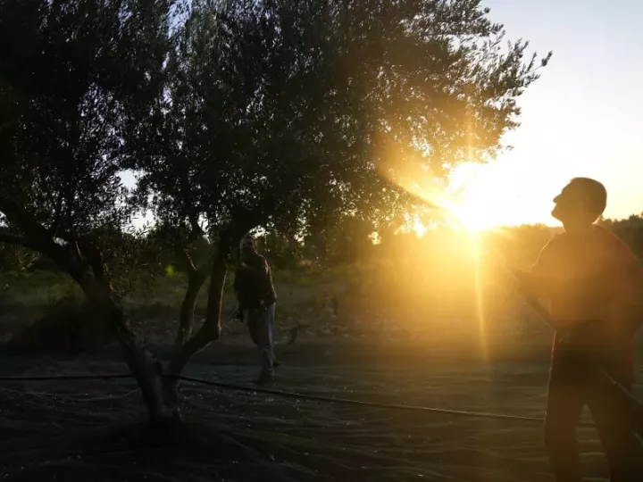 Οι δασμοί του Τραμπ αναγκάζουν τους Έλληνες παραγωγούς ελαιολάδου να αναζητήσουν νέες αγορές
