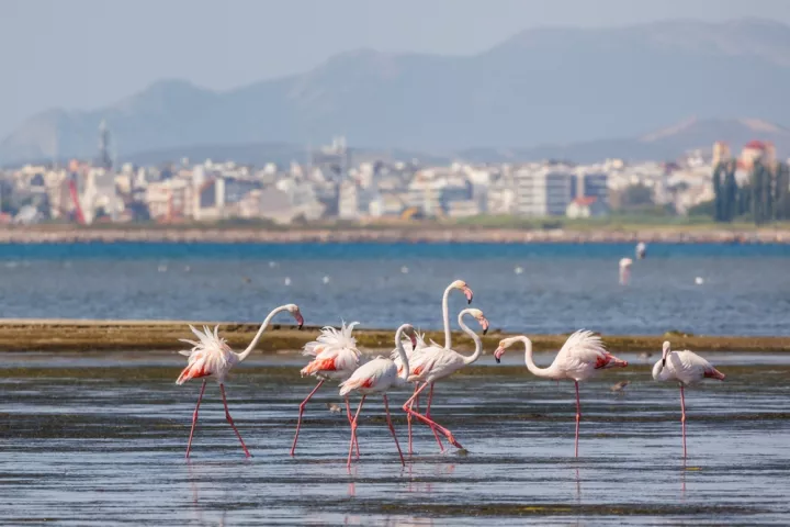 Thessaly Evros Pass: Έκλεισε η πλατφόρμα - Πάνω από 180.000 αιτήσεις για voucher