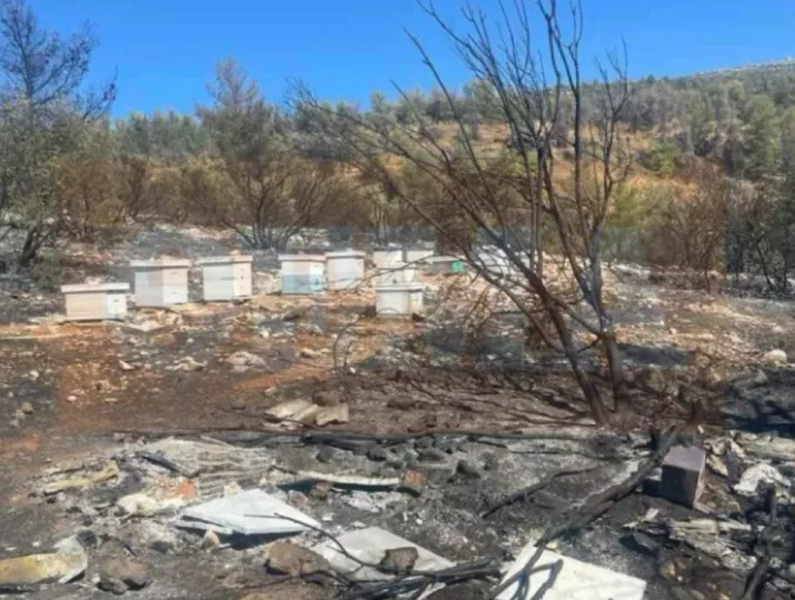 Από αδήλωτα μελίσσια η καταστροφική φωτιά στον Υμηττό - Επιβλήθηκαν πρόστιμα 