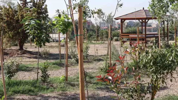 Πώς ένα άγονο οικόπεδο μεταμορφώθηκε σε «ζωντανό πνεύμονα»: Το πρώτο βρώσιμο δάσος της Ελλάδας στη Νεάπολη