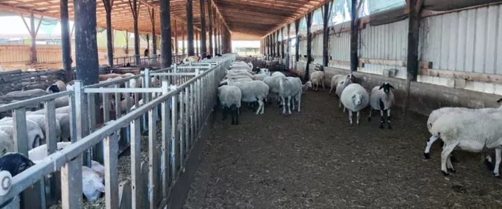 Ευλογιά των προβάτων: Ασφαλή για κατανάλωση το κρέας και το γάλα