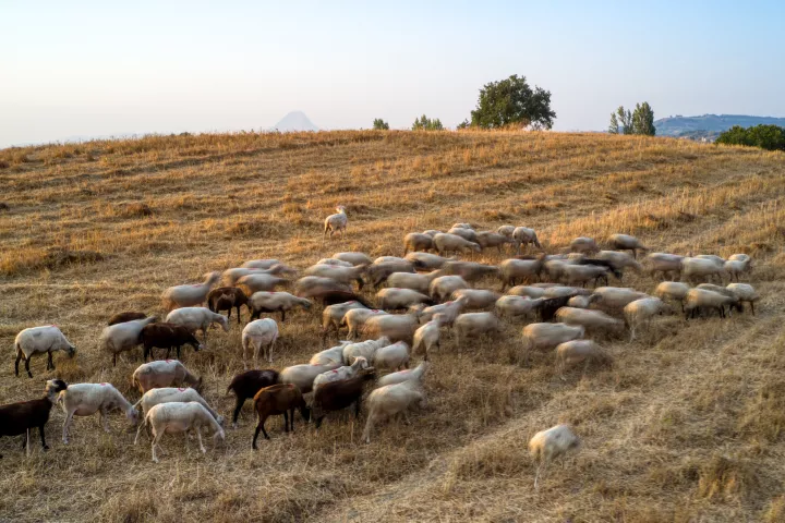Ευλογιά των αιγοπροβάτων: Πάνω από 350 εκατ. ευρώ οι ζημιές σε 14 μήνες - Πού εντοπίζονται τα νέα κρούσματα