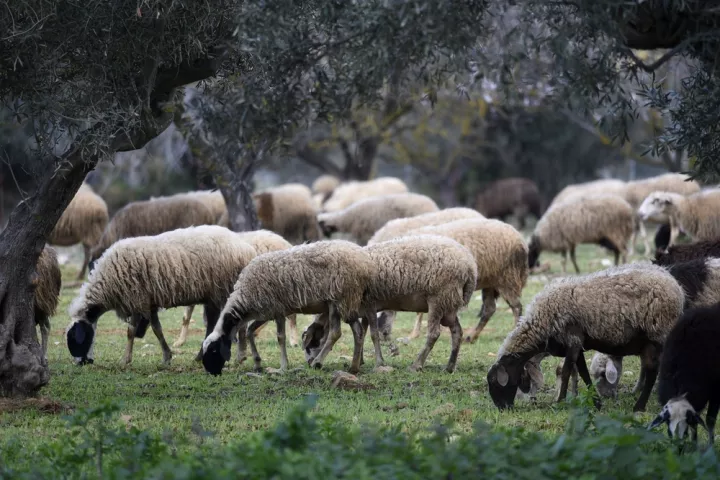 Θέσπιση ακατάσχετου για ενισχύσεις – Στρατιωτικοί κτηνίατροι για την αντιμετώπιση της ευλογιάς