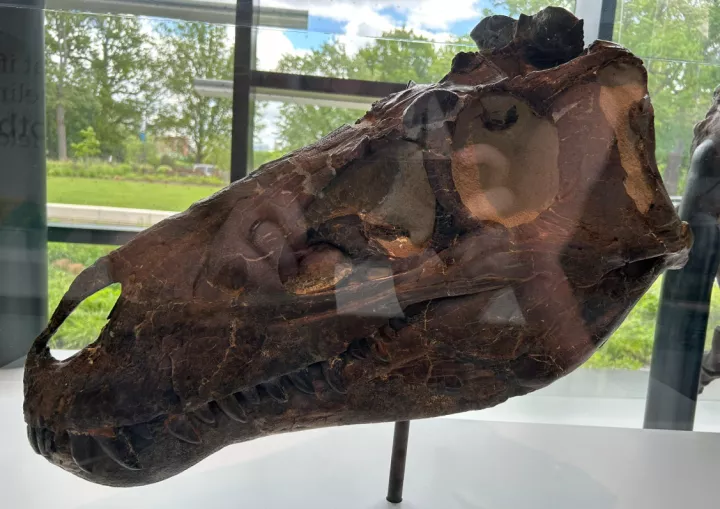 Ο ευέλικτος και άγριος Νανοτύραννος δεν ήταν απλώς ένας έφηβος Τυραννόσαυρος Ρεξ Ο ευέλικτος και άγριος Νανοτύραννος δεν ήταν απλώς ένας έφηβος Τυραννόσαυρος Ρεξ