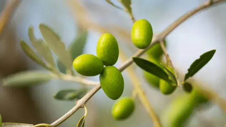 Πώς η Κεντρική Μακεδονία «χτίζει» την ιταλική αγορά με επίκεντρο την αγροδιατροφή - Οι επιχειρηματικές επαφές Πώς η Κεντρική Μακεδονία «χτίζει» την ιταλική αγορά με επίκεντρο την αγροδιατροφή - Οι επιχειρηματικές επαφές