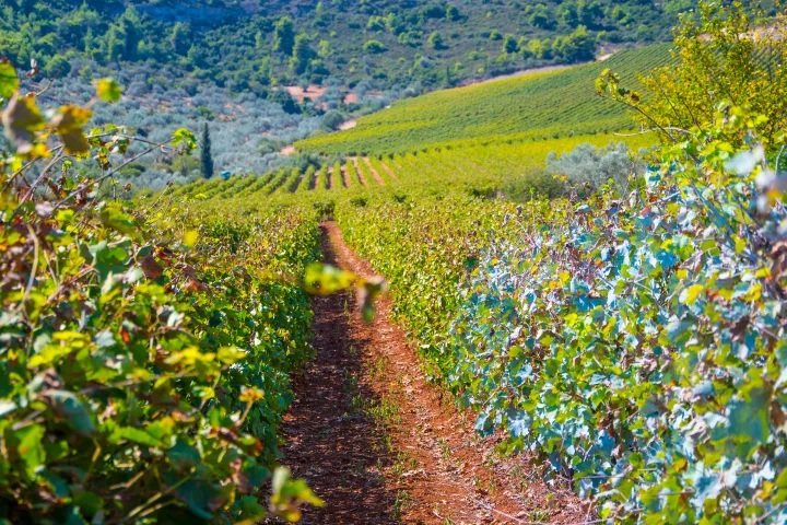 Το αρχαίο μας ποτό