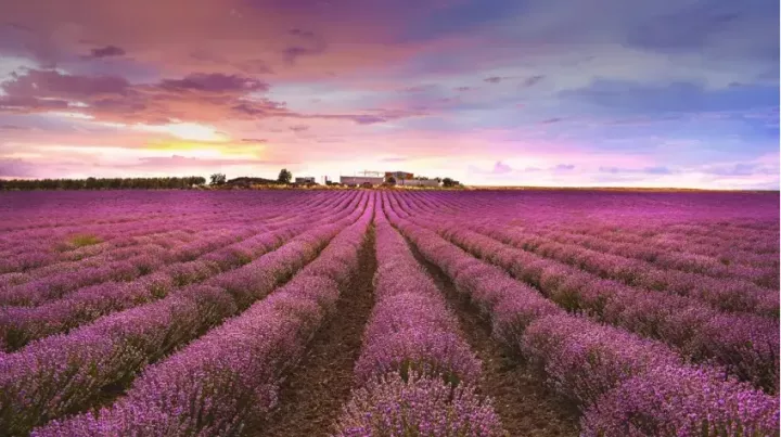 Alpha Lavender: Το πολυλειτουργικό αγρόκτημα που «ανθίζει» στο Μεσημέρι – Από την ελληνική λεβάντα στις εξαγωγές και τον αγροτουρισμό