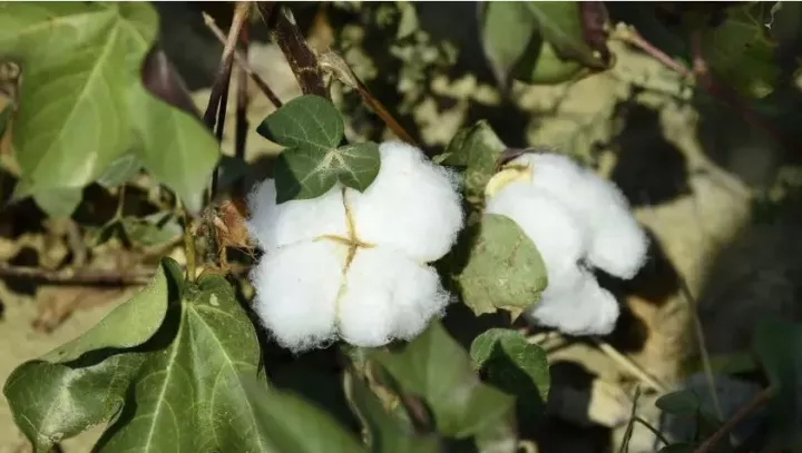 Αγρότες Ροδόπης: Η ξηρασία, οι χαμηλές τιμές και ο κατακερματισμός πλήττουν την παραγωγή