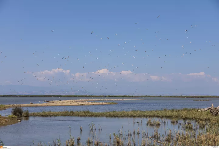 Θεσσαλονίκη: 62χρονος έριχνε υγρά βιομηχανικά απόβλητα σε προστατευμένη ζώνη κοντά στον Αξιό