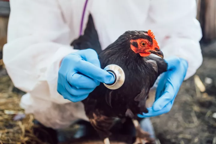Πρώτο ανθρώπινο κρούσμα H5N5 στις ΗΠΑ: Σπάνιο περιστατικό, νέα πρόκληση για τη διεθνή επιτήρηση