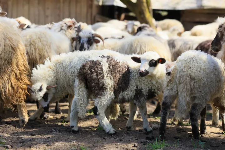 Ευλογιά των προβάτων: Επιπλέον 50 εκατ. ευρώ για αποζημιώσεις σε κτηνοτρόφους