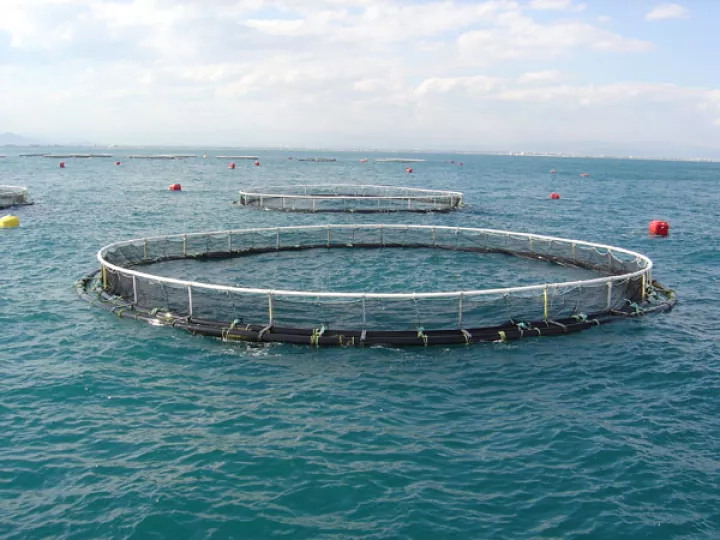 Οι καλές τιμές στα ψάρια έφεραν και άλλον επενδυτή για την Avramar 