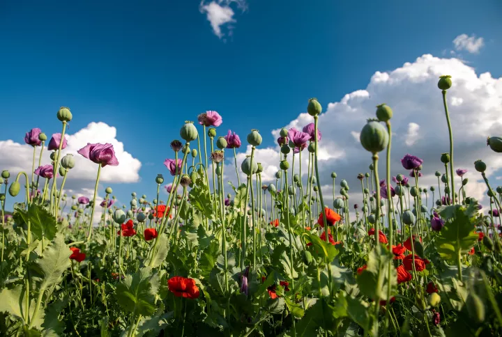 Το ύπουλο λουλούδι