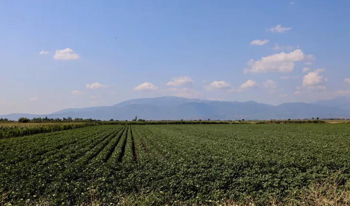 Παράταση προθεσμίας καταβολής ειδικής εισφοράς ΕΛΓΑ και προκαταβολές αποζημίωσης σε πληγέντες παραγωγούς