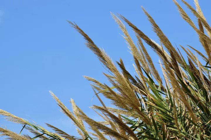 Η γλυκιά πλευρά της Κύπρου