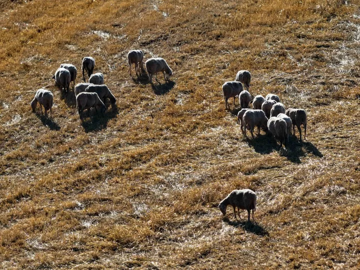 ΥΠΑΑΤ: Ψηφίστηκε η τροπολογία για την αναστολή των μέτρων αναγκαστικής εκτέλεσης σε βάρος των πληγέντων κτηνοτρόφων
