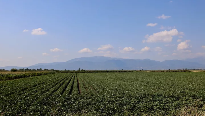 ΕΛΓΑ: Πληρωμές 35,1 εκατ. ευρώ για καταστροφές σε φυτικό κεφάλαιο σε Έβρο, Καβάλα και Φθιώτιδα