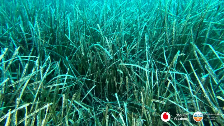 Vodafone Posidonia: Ολοκληρώθηκε η χαρτογράφηση των λιβαδιών Ποσειδωνίας σε Ανατολική Πελοπόννησο και Αργοσαρωνικό