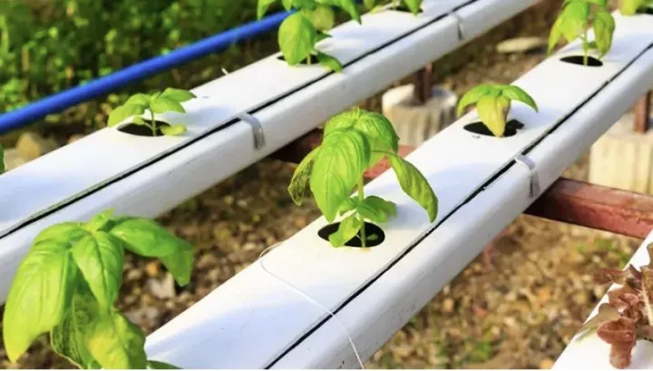 Ανατολική Μακεδονία-Θράκη: Πρωτιά στην υδροπονία – Το «cluster» θερμοκηπίων που μεγαλώνει κάθε χρόνο