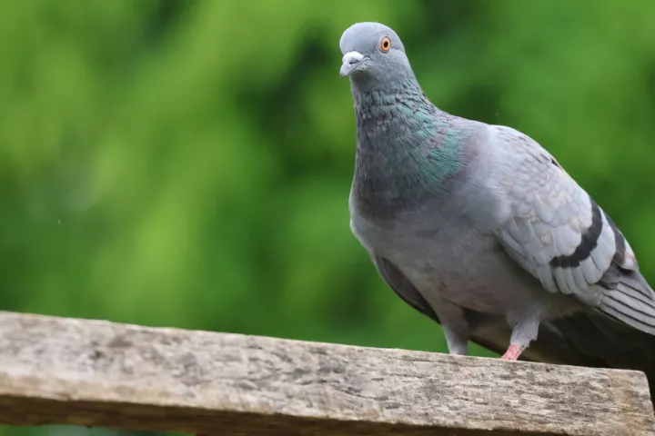 Ρωσική startup εμφυτεύει ηλεκτρόδια σε περιστέρια και τα μετατρέπει σε «drones» - Ηθικές ανησυχίες