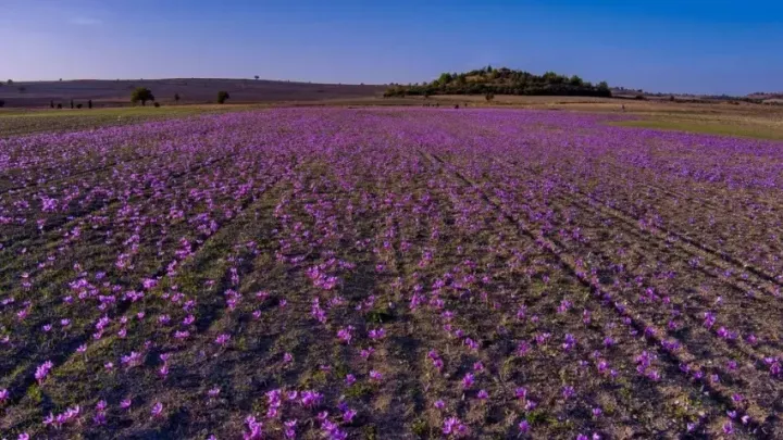 Κρόκος Κοζάνης: Κλιματική αλλαγή, πτώση παραγωγής και το στοίχημα επιβίωσης του διεθνούς brand