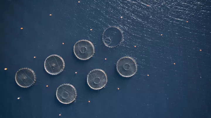 Άνοδος των εξαγωγών ψαριών ελληνικής ιχθυοκαλλιέργειας το 2025