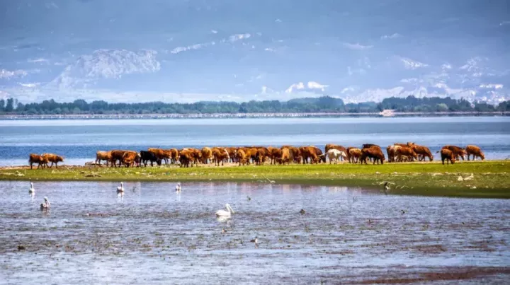 Κερκίνη: Πώς ο βούβαλος χτίζει μια νέα αγροδιατροφική και τουριστική οικονομία - Από το «στοίχημα» στην ώριμη αγορά