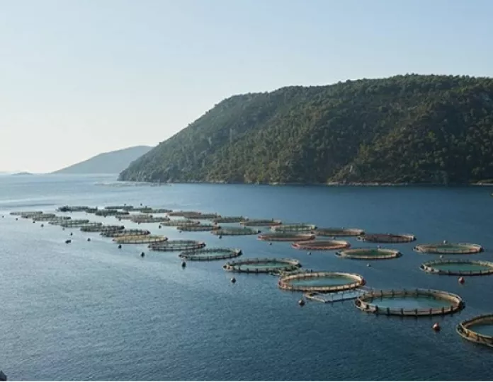 Avramar: Περνά στην Καναδική Cooke - Τι φέρνει η επόμενη μέρα στην εταιρεία και η σημασία για τον κλάδο