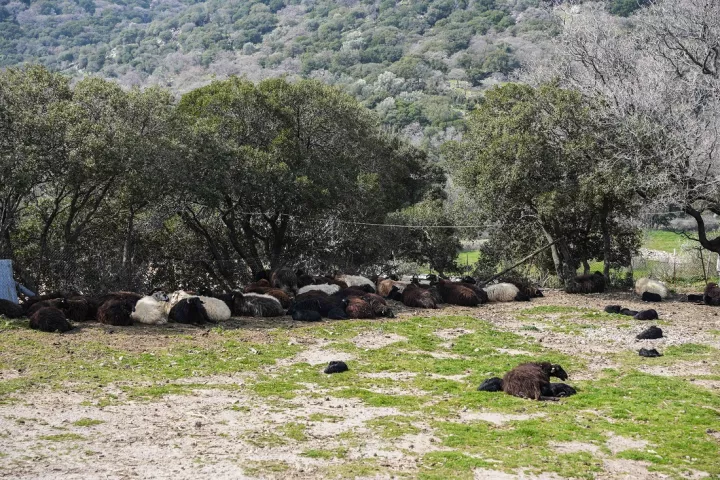 Κρήτη: Απολυμάνσεις σε 16 σταθμούς για την ευλογιά του προβάτου