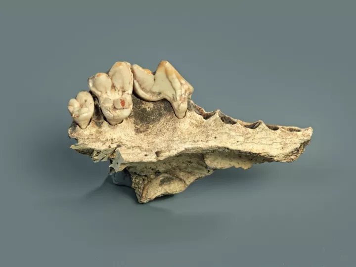 Έρευνα: Οι σκύλοι ζουν μαζί με τους ανθρώπους εδώ και τουλάχιστον 14.200 χρόνια