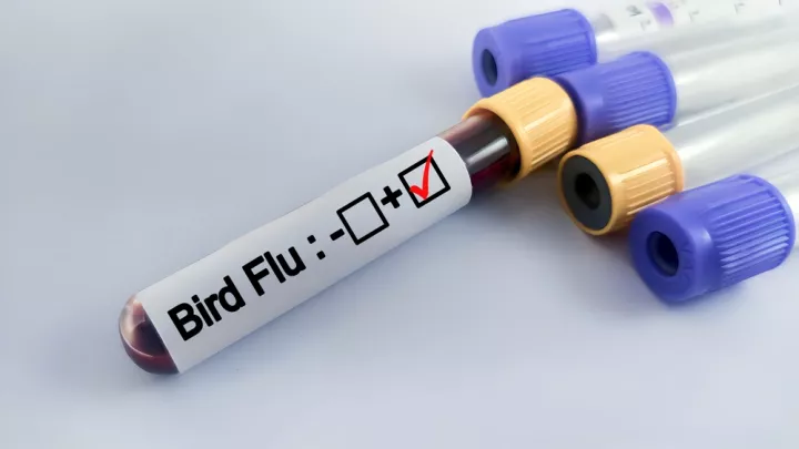 Γρίπη των πτηνών: Επιβεβαιώθηκε το πρώτο κρούσμα σε άνθρωπο στην Ευρώπη
