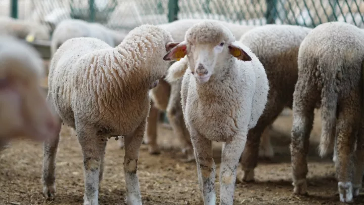 Στις 486.300 τα αιγοπρόβατα που έχουν θανατωθεί, στο πλαίσιο των προβλεπόμενων μέτρων αντιμετώπισης της ευλογιάς