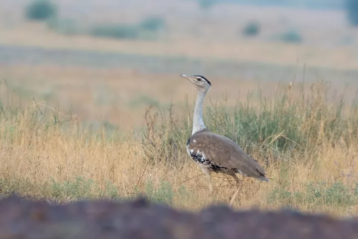 Ινδία: Ένα νεογέννητο σπάνιο πουλί που απειλείται με εξαφάνιση απέκτησε 50 «σωματοφύλακες»