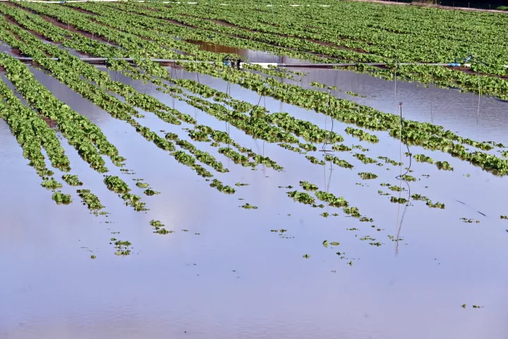 Σήμερα οι αποζημιώσεις 73 εκατ. ευρώ του ΕΛΓΑ για ζημιές του 2025