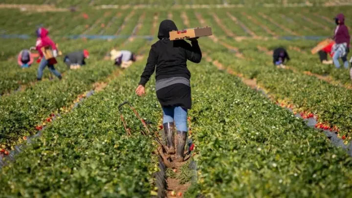 Εργάτες γης με νόμιμες διαδικασίες: Πώς επιχειρείται να καλυφθούν τα κενά στην αγροτική παραγωγή