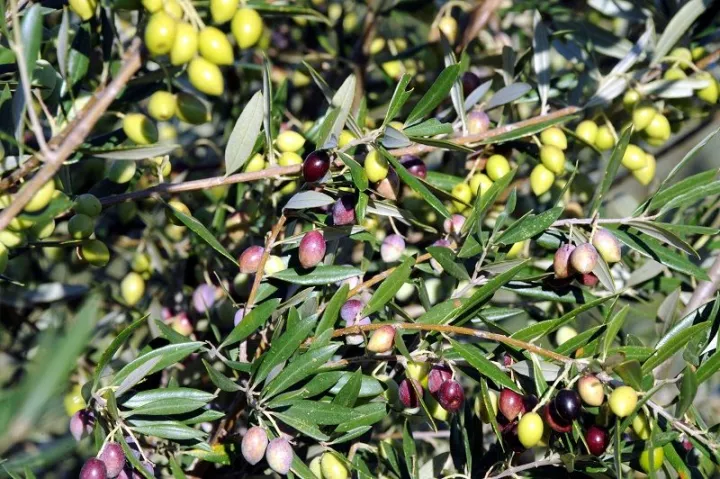 Πως ένα... κουκούτσι μπορεί να σας βάλει σε μπελάδες