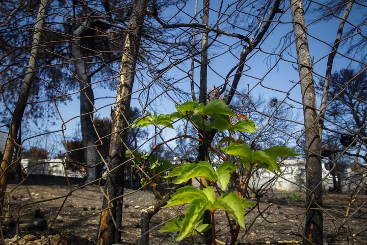 Πρόστιμα αντί για λύσεις στο Μάτι: Εννέα μήνες μετά η κυβέρνηση εμπαίζει τους πυρόπληκτους!