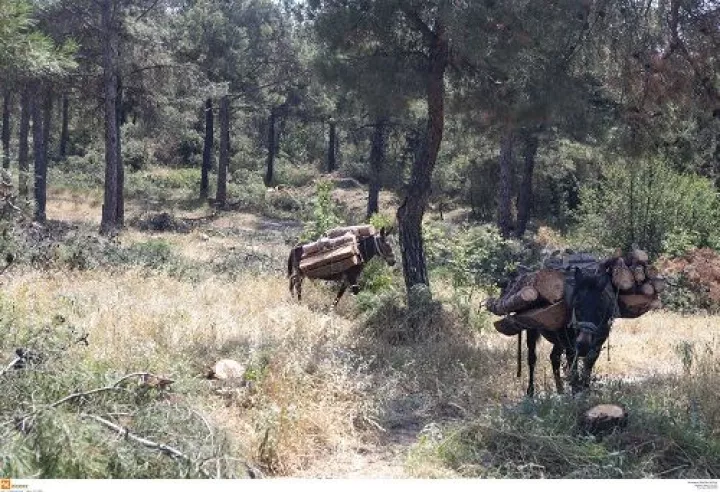 Απαγόρευση κυκλοφορίας από σήμερα μέχρι την Τρίτη στο δάσος Σέιχ Σου 